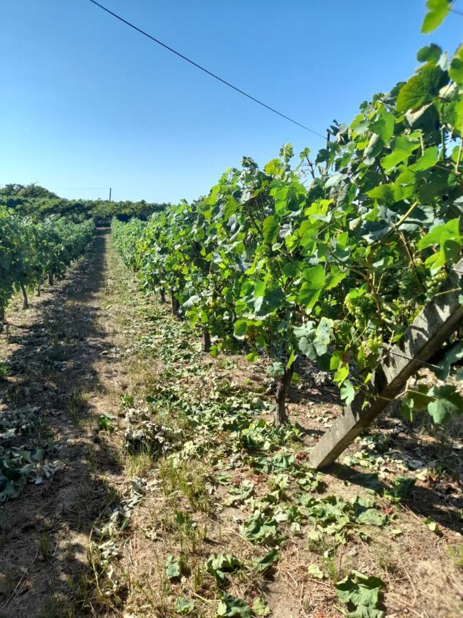 Quinta Do Silva Βίλα Celorico De Basto Εξωτερικό φωτογραφία
