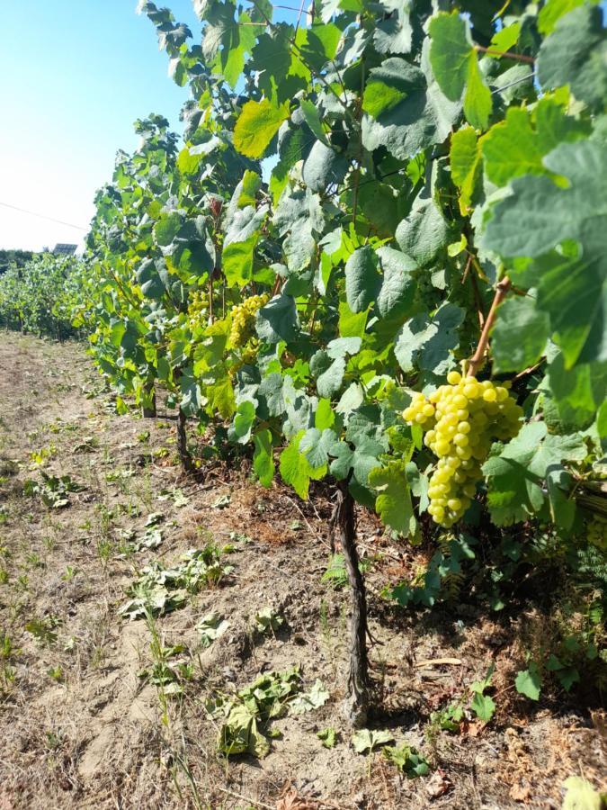 Quinta Do Silva Βίλα Celorico De Basto Εξωτερικό φωτογραφία